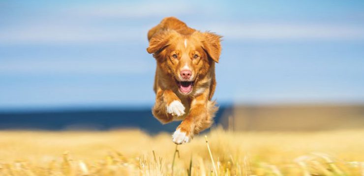 Hunde richtig ernähren bei Gelenkproblemen