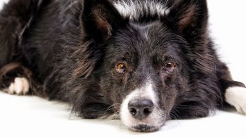 Ernährung von Hundesenioren