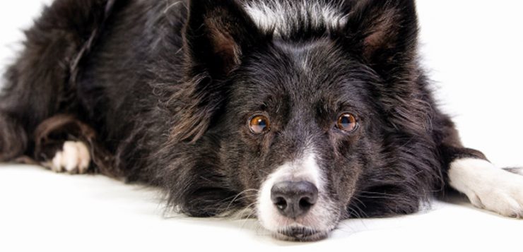 Ernährung von Hundesenioren
