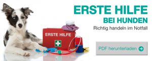 Erste Hilfe bei Hunden