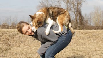 Border Collie Hundetraining Filmtier