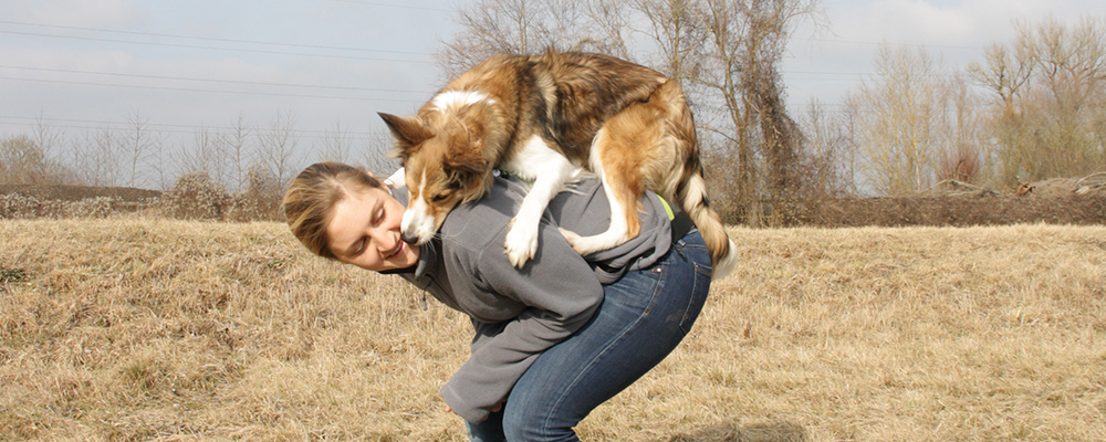 Border Collie Hundetraining Filmtier