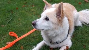 Giftköder-Suchhunde – Es geht um die Wurst Giftköder-Suchhund