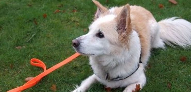 Giftköder-Suchhund