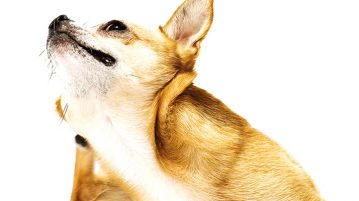 Haut des Hundes