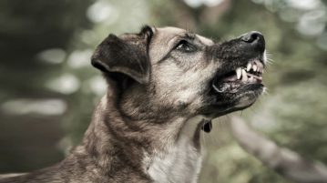 Zaehne flaetschender Hund