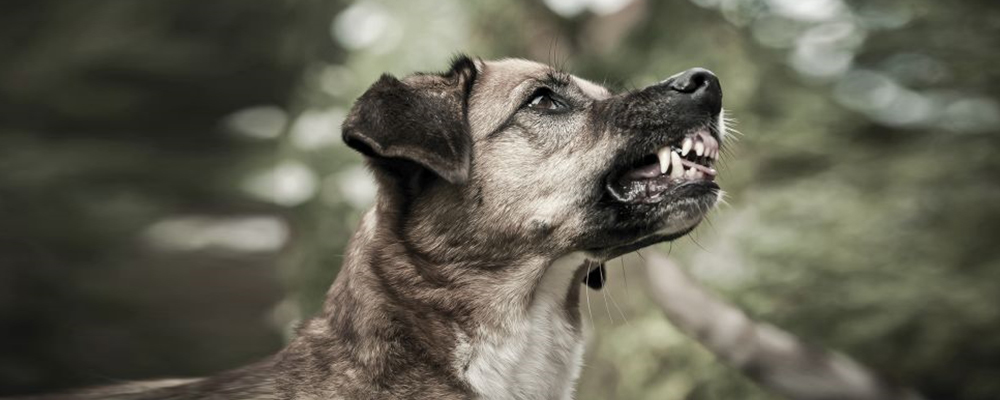 Zaehne flaetschender Hund