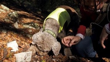 Hund auf Trüffelsuche