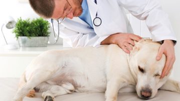 Hund beim Tierarzt