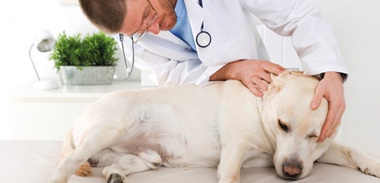 Hund beim Tierarzt