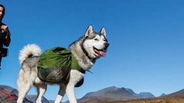 Hund beim Wandern
