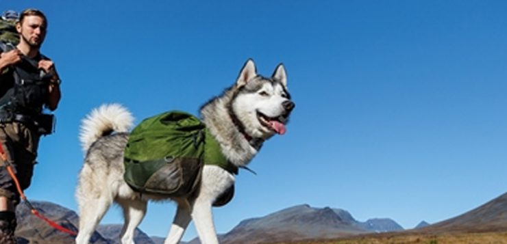 Hund beim Wandern