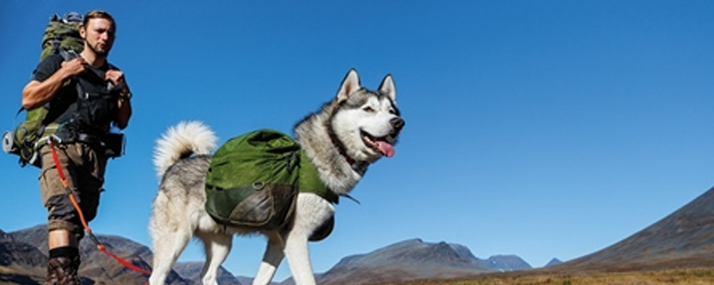 Hund beim Wandern