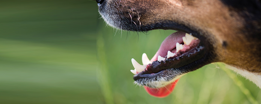 Hund beisst Haftung