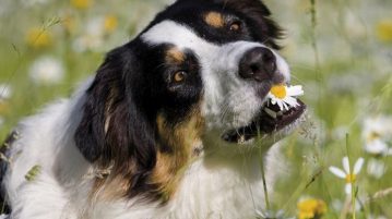 Pflanzheilkunde Hund