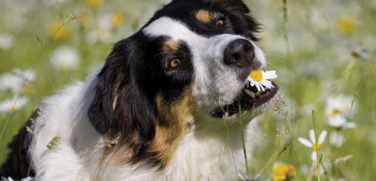 Pflanzheilkunde Hund