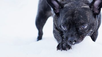 Magenschleimhautentzündung durch Schneefressen Hund frisst Schnee