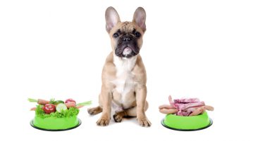 Futtermittelallergie Juckreiz Hund