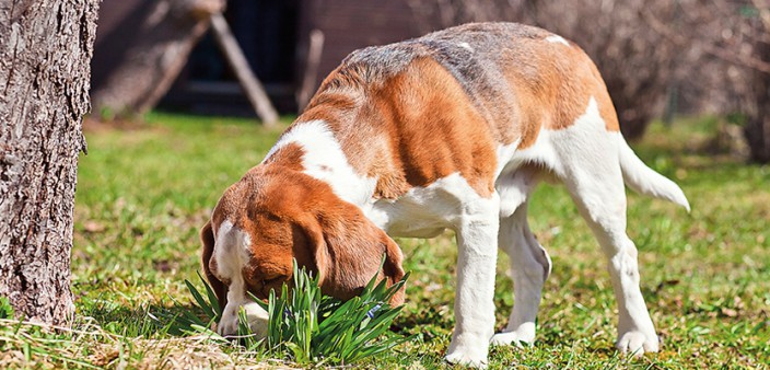 Vorsicht giftig! » DER HUND