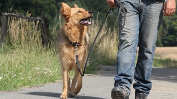 Hund beim gassi gehen