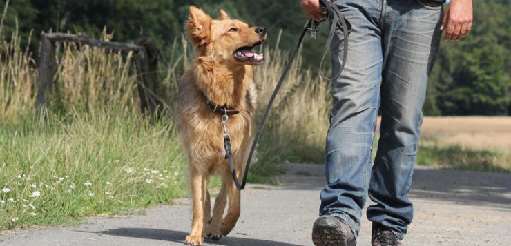 Hund beim gassi gehen
