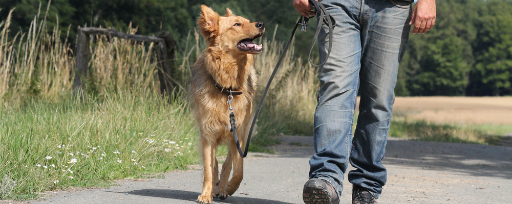 Hund beim gassi gehen