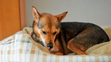 Hund im Hundebett