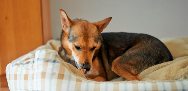 Hund im Hundebett
