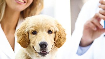 Impfungen fuer Hunden