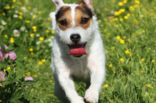 Plötzlich aggressiv gegen andere Hunde » DER HUND