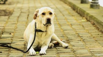 Muskelschwäche beim Hund