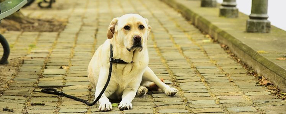 Muskelschwäche beim Hund