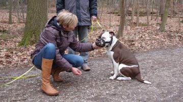 Hund ohne Maulkorb