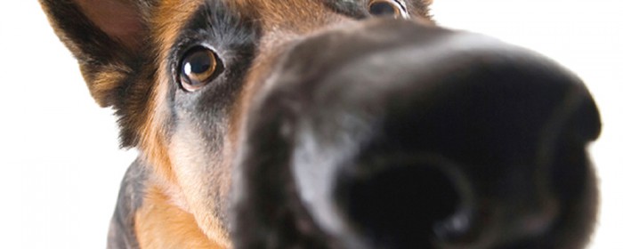 Hund und Hygiene Wie läuft das im Tierheim? » DER HUND