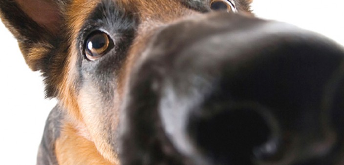 hund nase tropft