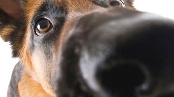 Hund Nase