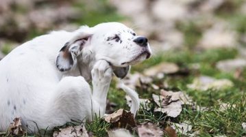Hautpilz beim hund