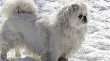 Unterkuehlung beim Hund