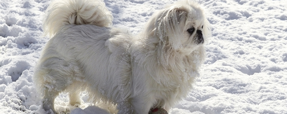 Unterkuehlung beim Hund