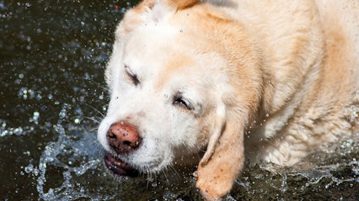 Ohrenentzündung bei Hunden Hund schuetteln Wasser
