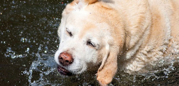 Hund schuetteln Wasser