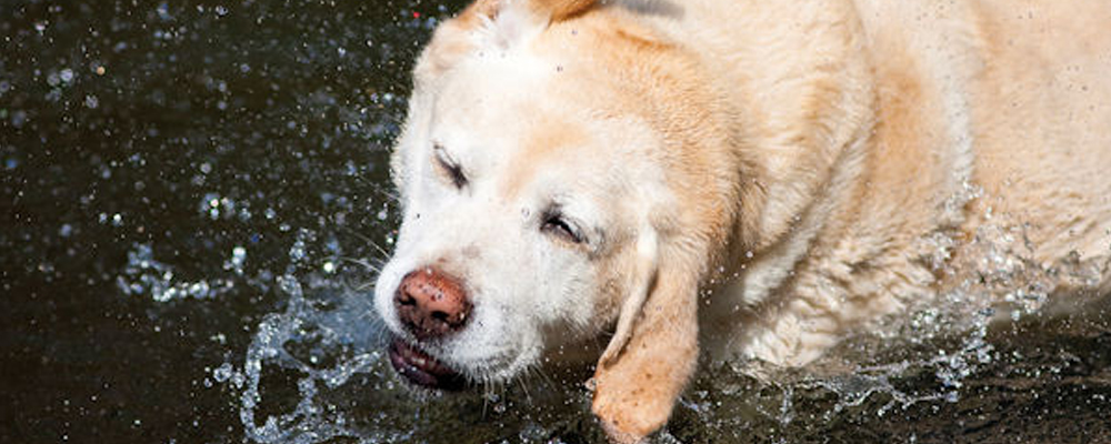 Hund schuetteln Wasser