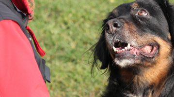 Hund sieht Mensch an