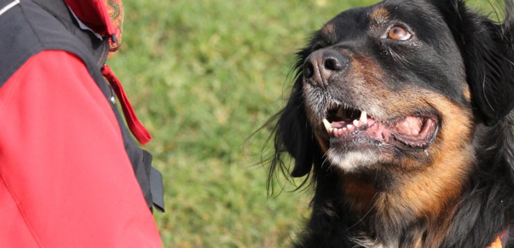 Hund sieht Mensch an