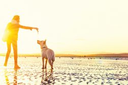 Reisen mit Hund: spielen am Strand