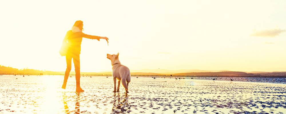Reisen mit Hund: spielen am Strand