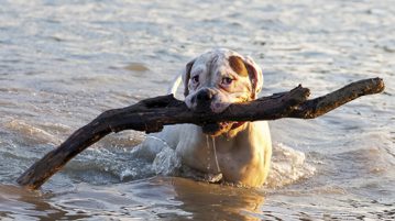 Gefahren beim Baden Hund im Wasser