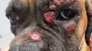 Vorsicht vor dem Riesenbärenklau Riesenbaerenklau fuer Hunden