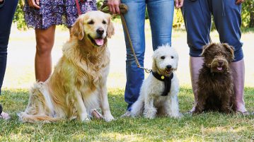 Hunde an der Leine