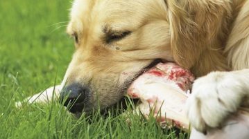 Hunde Ernährung Barfen